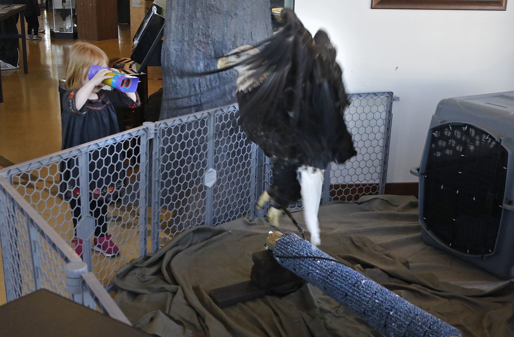 A (Too) Close Encounter on Eagle Days at Riverlands